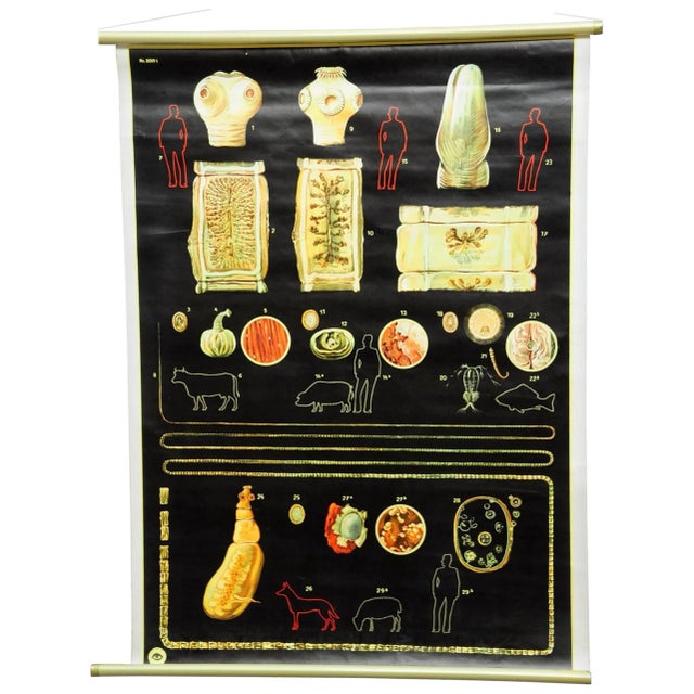 Vintage Tapeworm Parasite Medical Pull Down Wall Chart For Sale - Image 6 of 6