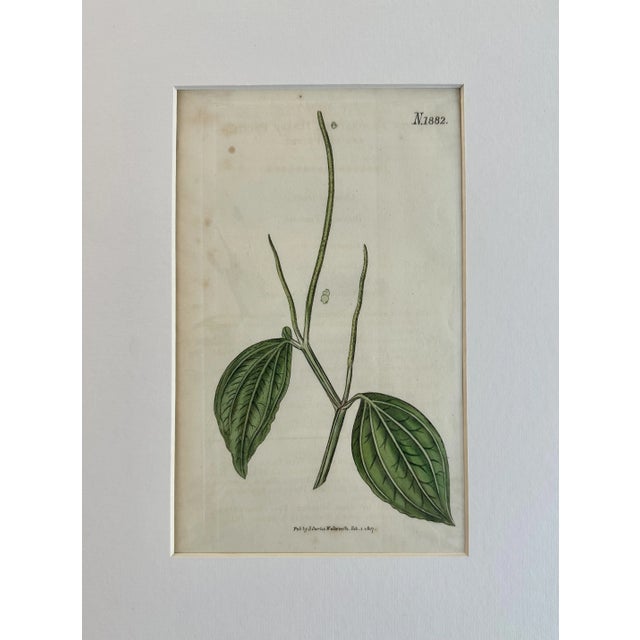 Illustration Dwarf Pointed Pepper Botanical Original Hand Colored Engraving by Curtis, 1817 For Sale - Image 3 of 3