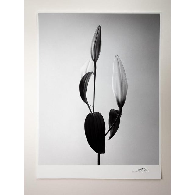 Lilly’ photographed in London, United Kingdom 2022. It is a still life black and white film photograph, made with a large...