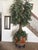 2000 - 2009 Custom Made Artificial Ficus Benjamin Tree For Sale - Image 5 of 12