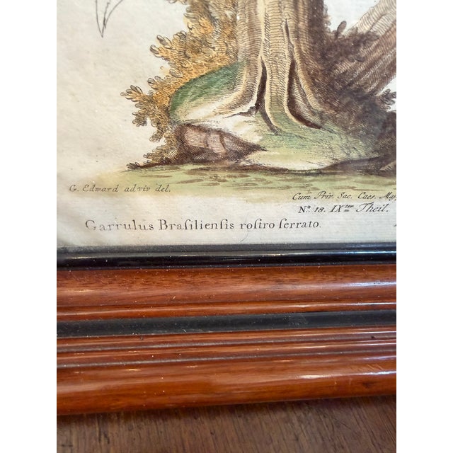 Pair Antique Original George Edwards Bird Prints, Framed For Sale - Image 11 of 15