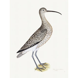 Eurasian Curlew Plate 35 by Olof Rudbeck (Cfa-Wd) For Sale