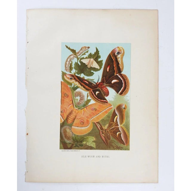 Rustic Antique Circa 1885 Moth Chromolithograph Book Plate Print For Sale - Image 3 of 4