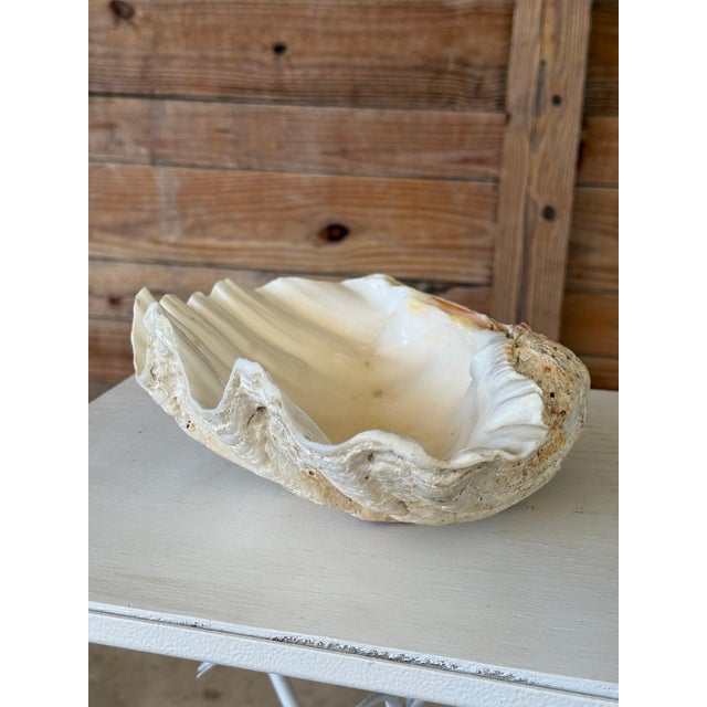Organic Modern Coastal Clam Shell Vessel For Sale In Naples, FL - Image 6 of 12