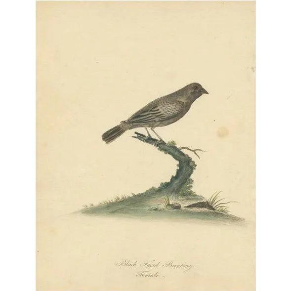 Hayes, Female Black-Faced Bunting, 1794, Print For Sale