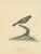 Hayes, Female Black-Faced Bunting, 1794, Print For Sale