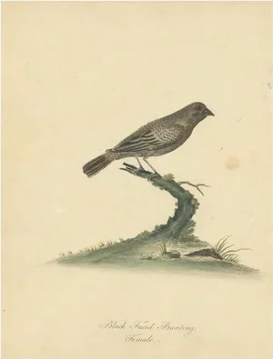 Hayes, Female Black-Faced Bunting, 1794, Print