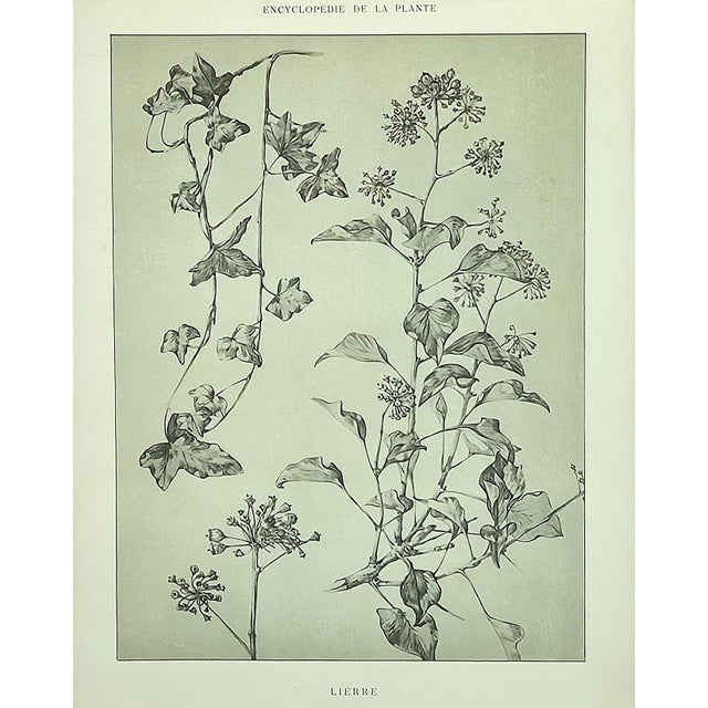 Beaux-Arts 1902 -Set of 3 Antique French Botanicals- Ivy, Fushia, Sweet William, Documentation For Sale - Image 3 of 14
