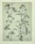 Beaux-Arts 1902 -Set of 3 Antique French Botanicals- Ivy, Fushia, Sweet William, Documentation For Sale - Image 3 of 14