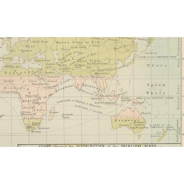 Paper Antique Zoological and Botanical Chart of the World Decorative Map, 1884 For Sale - Image 7 of 11