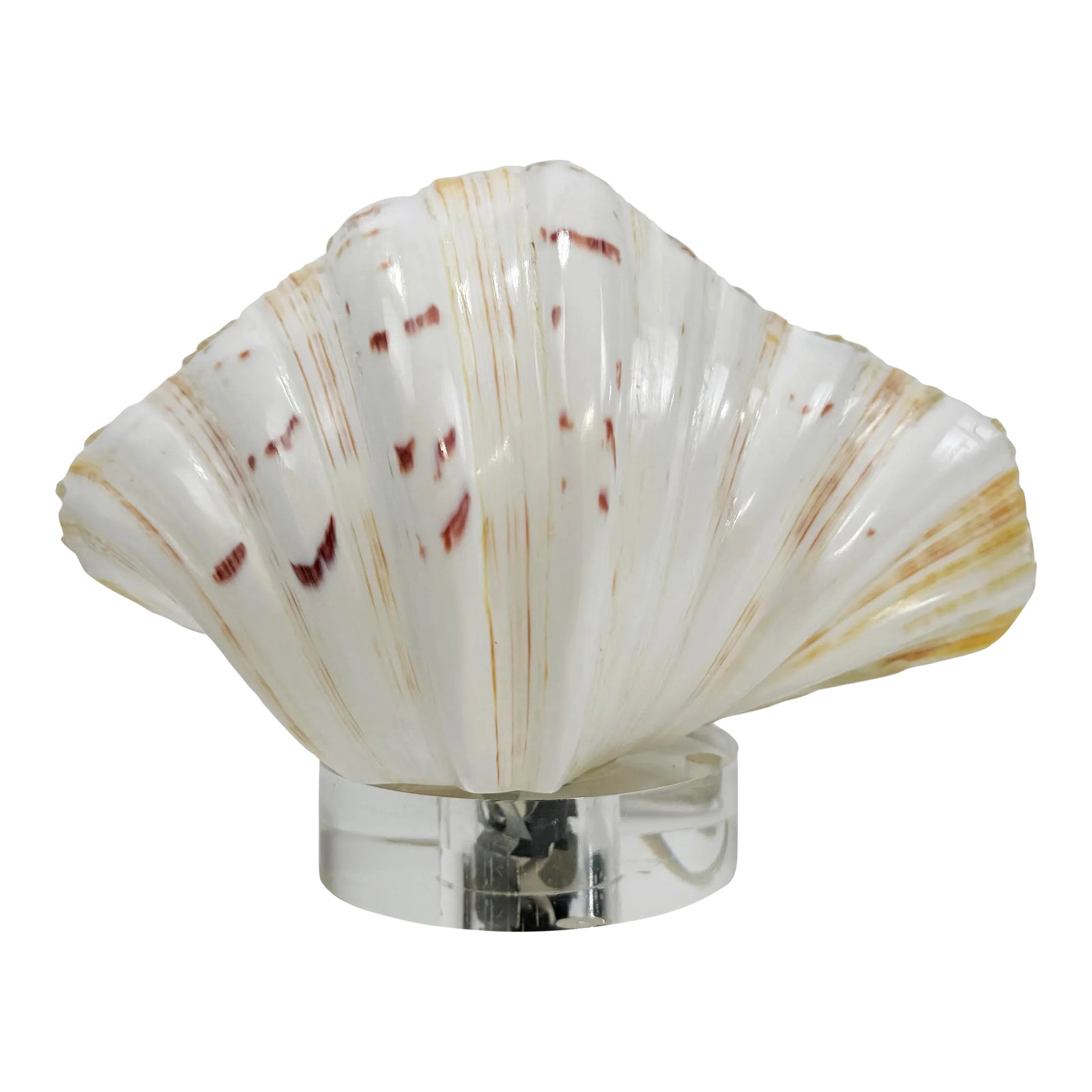 Vintage Clam Shell Table Lamp | Chairish