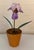 French Porcelain Flower in Terracotta Pot For Sale - Image 11 of 11
