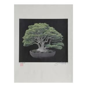 Bonsai #4, Jonathan Singer, Photography