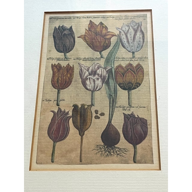 Antique Dutch Botanical Engravings Reproduction, Framed in Antwerp – Set of 3 For Sale In Jacksonville, FL - Image 6 of 11