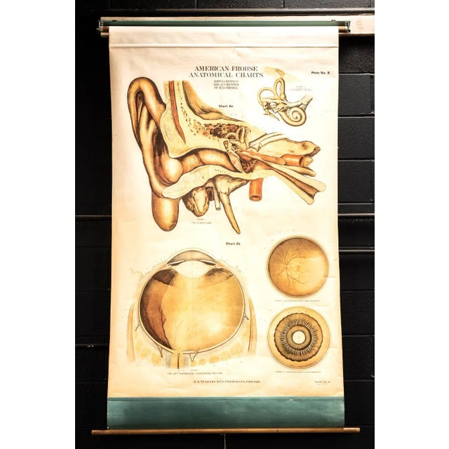 Printmaking Materials Circa 1918 American Frohse Anatomical Chart For Sale - Image 7 of 7
