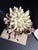 Celestial Meets the Sea-Shell Incrusted Head-Coastal Art Sculpture For Sale In Chicago - Image 6 of 13