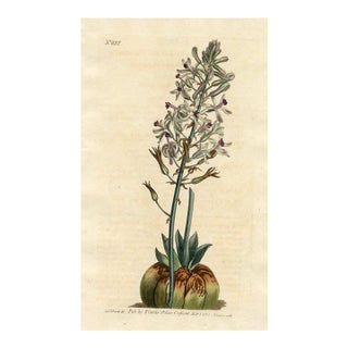1805, Satin Squill Botanical Print From Curtis, Original Antique Botanical Print, Engraving, England For Sale