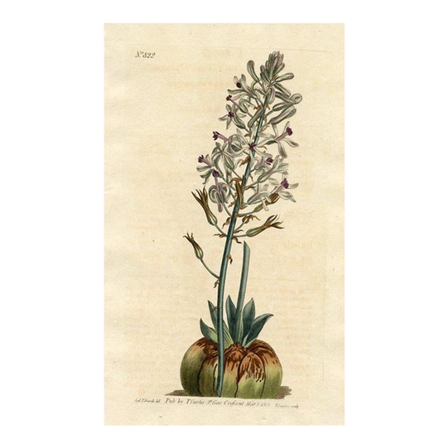 1805, Satin Squill Botanical Print From Curtis, Original Antique Botanical Print, Engraving, England For Sale