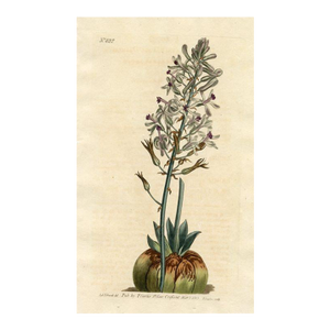 1805, Satin Squill Botanical Print From Curtis, Original Antique Botanical Print, Engraving, England