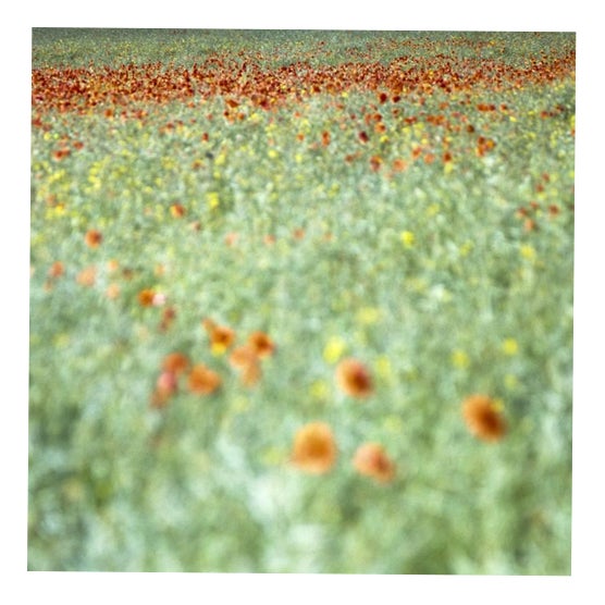 Paul Cooklin, Poppies III, County Type Photograph, Limited Edition of 10 For Sale