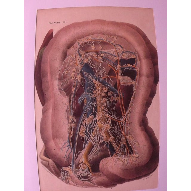 19th Century DC Gallet, 10 The Body of Man by Dr. Galet, 1841, Lithographs For Sale - Image 5 of 11