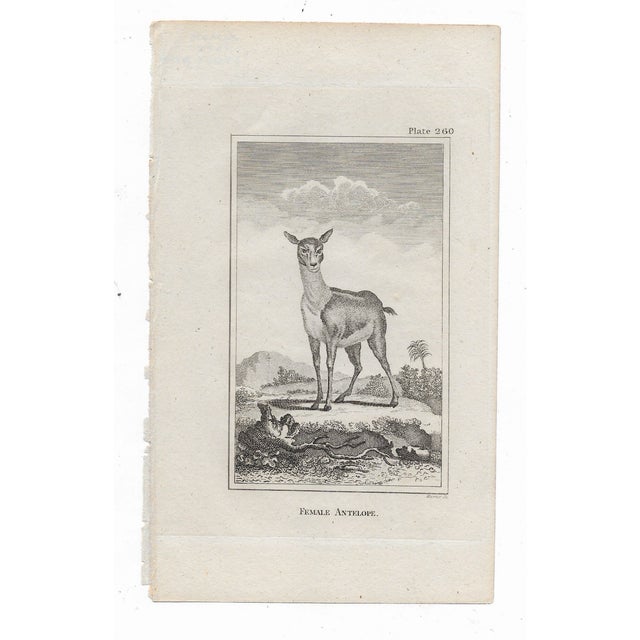 Antique engraving of "Female Antelope" by Georges-Louis Leclerc, Comte de Buffon (1707-1788) from an English printing of...
