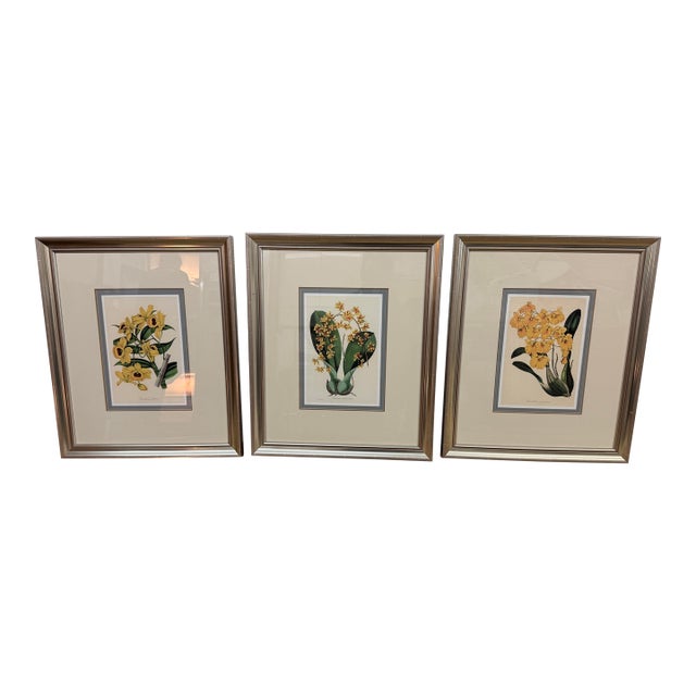 Yellow Botanical Art Prints, Set of Three For Sale