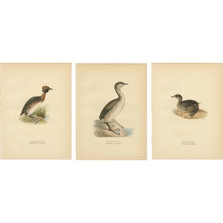 Antique Horned Grebe Bird Lithographs, Podiceps Auritus, 1929, Set of 3 For Sale