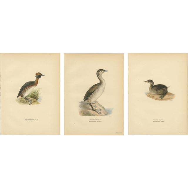 Antique Horned Grebe Bird Lithographs, Podiceps Auritus, 1929, Set of 3 For Sale