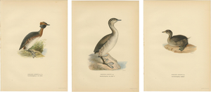 Antique Horned Grebe Bird Lithographs, Podiceps Auritus, 1929, Set of 3