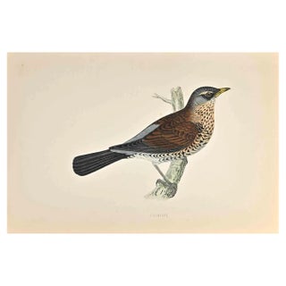 Alexander Francis Lydon, Fieldfare, Woodcut Print, 1870 For Sale
