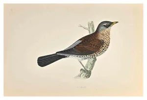 Alexander Francis Lydon, Fieldfare, Woodcut Print, 1870
