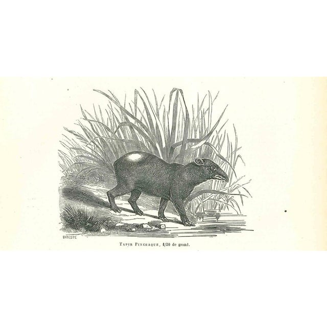 Tapir Pinchaque is an original lithograph on ivory-colored paper, realized by Paul Gervais (1816-1879). The artwork is...