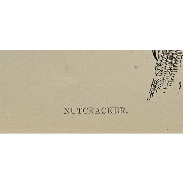Antique Hand Colored Bird Print From England Showcasing a Brown & Blue Nutcracker - Circa 1888 For Sale - Image 9 of 11
