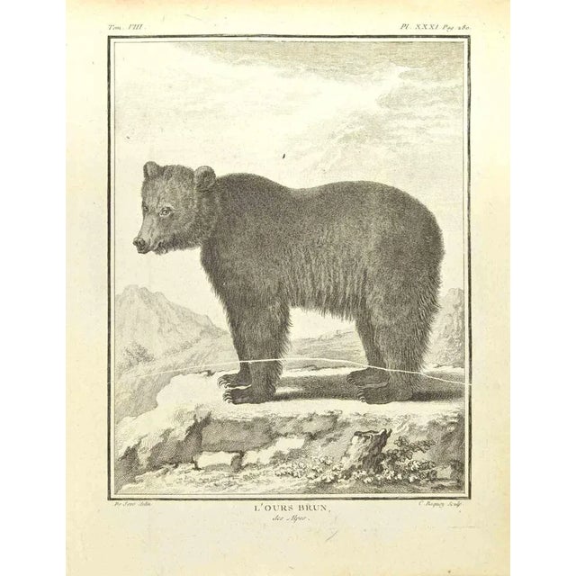 L'Ours Brun is an etching realized by Pierre Charles Baquoy in 1771. It belongs to the suite "Histoire naturelle, générale...