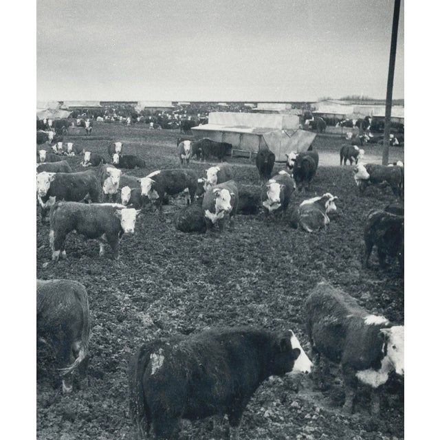 Mid-Century Modern Cows, Texas, 1960s, Black and White Photograph For Sale - Image 3 of 5