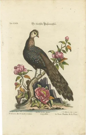 Edwards & Seligmann, Chinese Peacock-Pheasant, Hand-Colored Engraving, 1770s