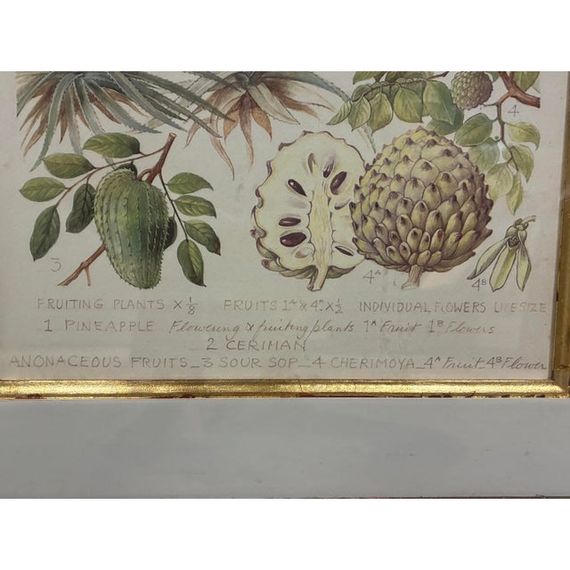 Illustration Trowbridge Framed Tropical Botanical Fruit Print – Pineapple & Cherimoya For Sale - Image 3 of 6