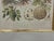 Illustration Trowbridge Framed Tropical Botanical Fruit Print – Pineapple & Cherimoya For Sale - Image 3 of 6