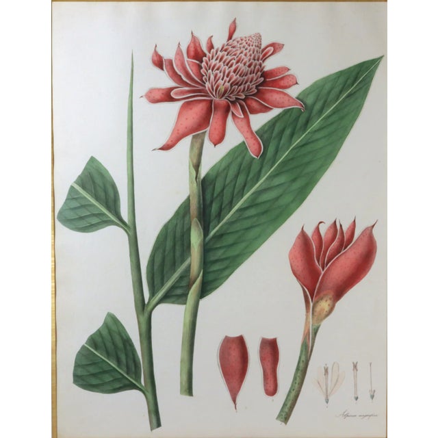William Roscoe Large Botanical Print of Tropical Plant For Sale In Philadelphia - Image 6 of 8