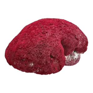 Massive Natural Red Pipe Coral Specimen #4