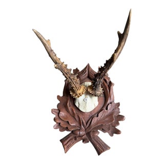 Roe Deer Trophy 183 Black Forest Antlers Mount For Sale
