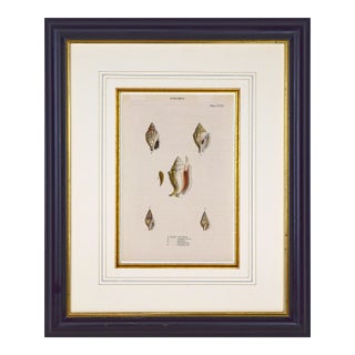 19th Century English Hand Colored Shell Engraving Lovell Augustus Reeves For Sale