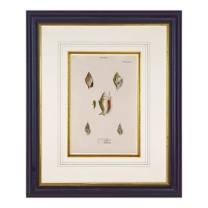 19th Century English Hand Colored Shell Engraving Lovell Augustus Reeves