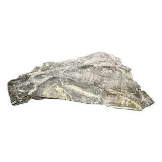 Large Fern Leaf Fossil Slab For Sale