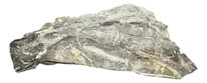 Large Fern Leaf Fossil Slab