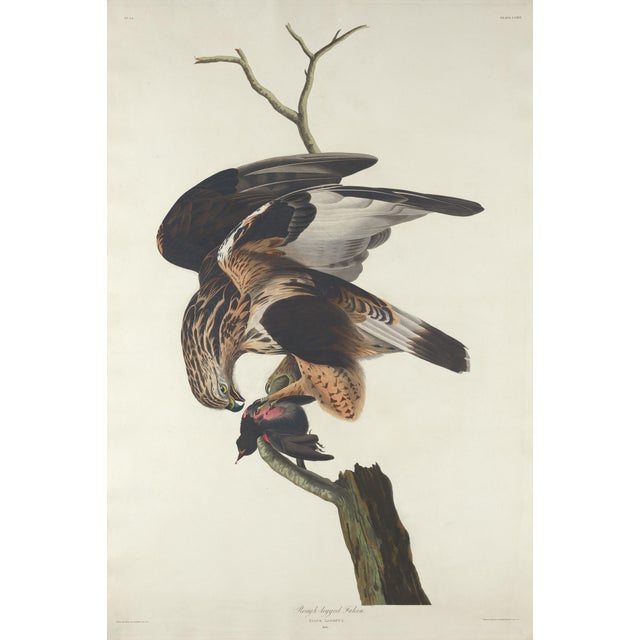 John James Audubon Vintage 1966 John James Audubon Double-Sided Reproduction Prints — Eagle, Falcon, Dove, Swift, Finch, Warbler, Thrush and Grackle - Collection of 4 For Sale - Image 4 of 9