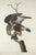 John James Audubon Vintage 1966 John James Audubon Double-Sided Reproduction Prints — Eagle, Falcon, Dove, Swift, Finch, Warbler, Thrush and Grackle - Collection of 4 For Sale - Image 4 of 9