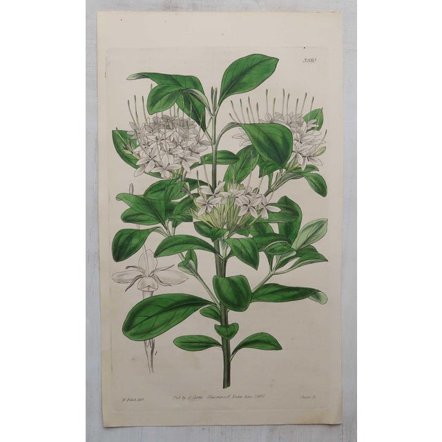 After William Fitch, Botanical Illustrations, 1838, Engravings, Set of 12 For Sale - Image 6 of 14