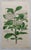 After William Fitch, Botanical Illustrations, 1838, Engravings, Set of 12 For Sale - Image 6 of 14